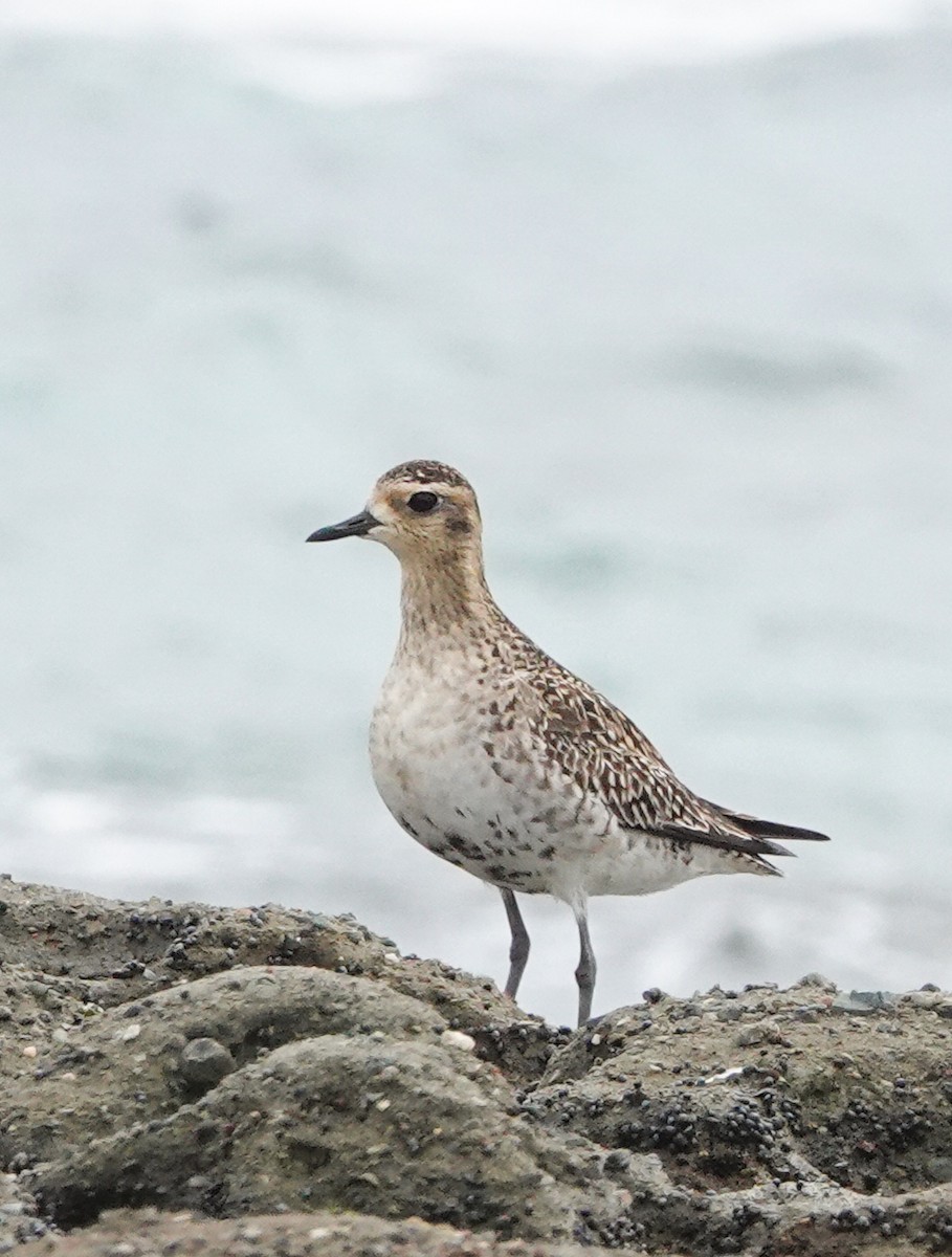 Pacific Golden-Plover - ML616663477