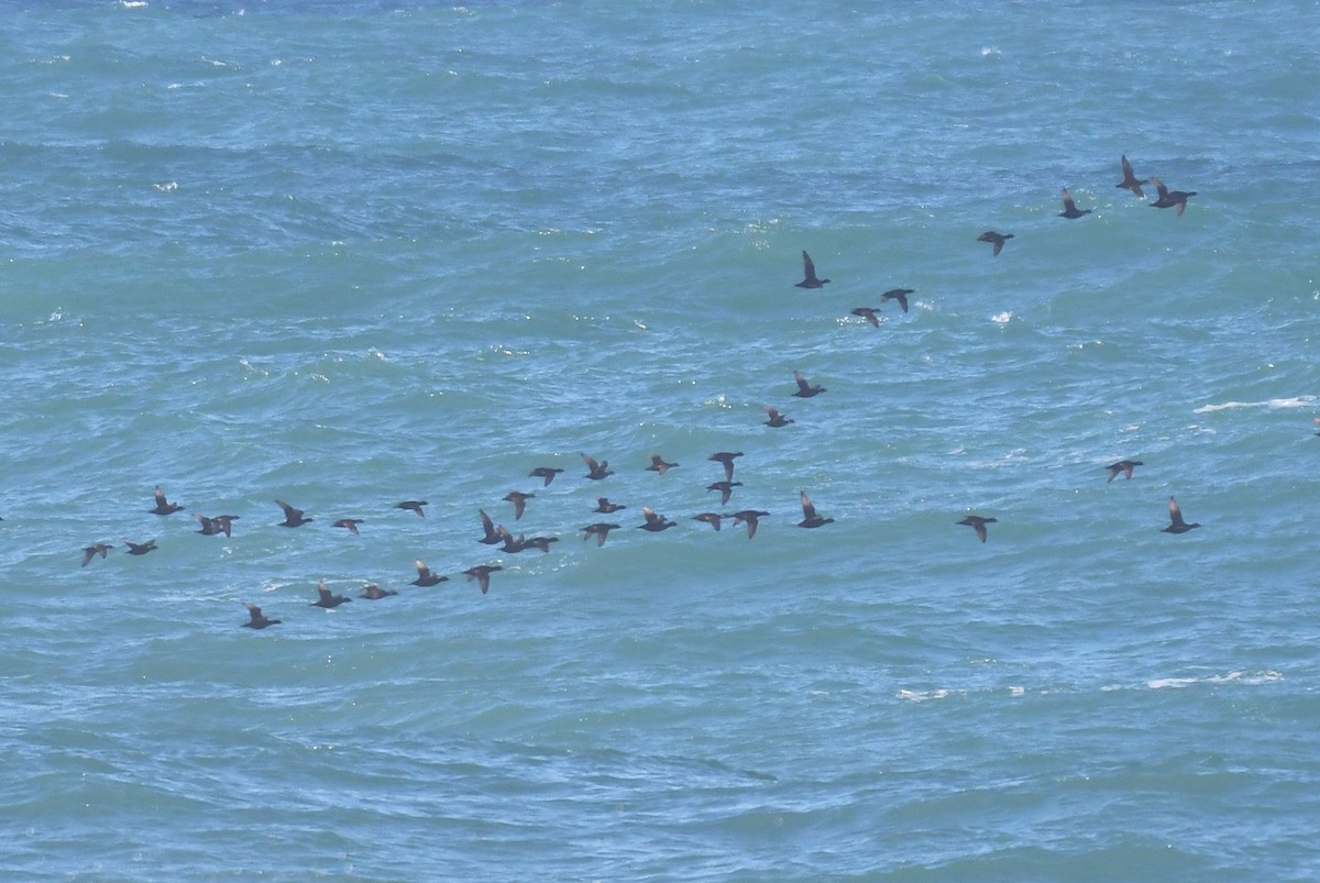 Common Scoter - ML616663490