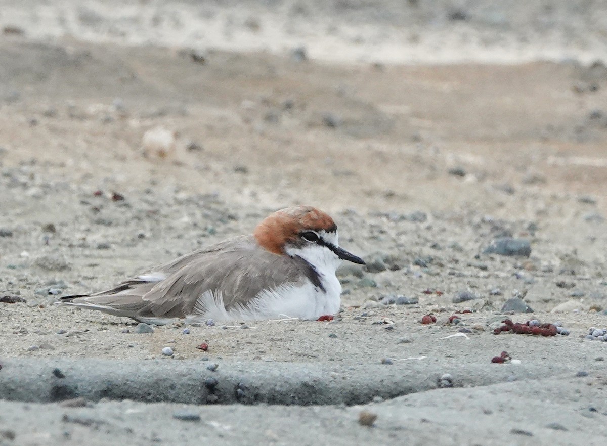 Red-capped Plover - ML616663493