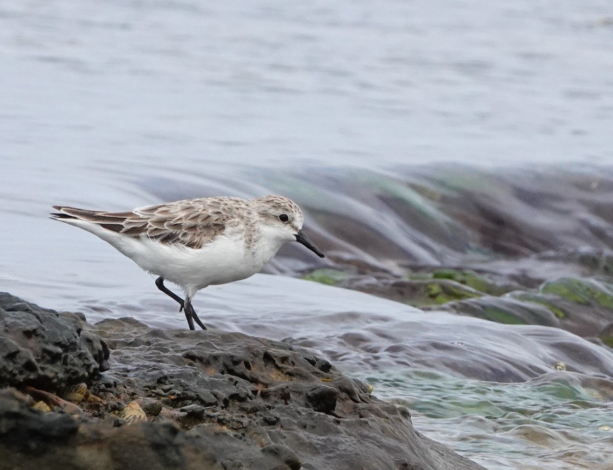 Rotkehl-Strandläufer - ML616663536