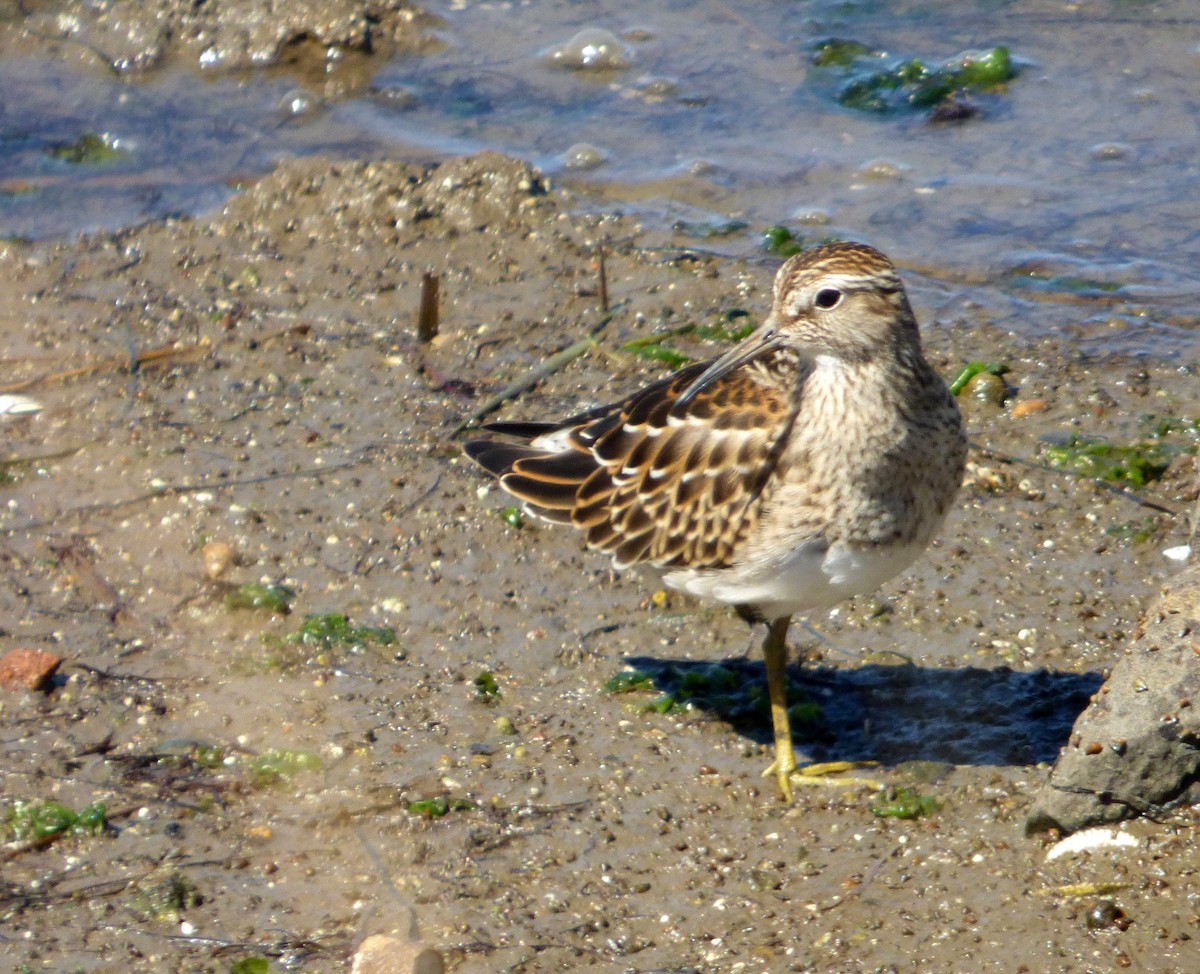 Pectoral Sandpiper - Héctor Bintanel Cenis