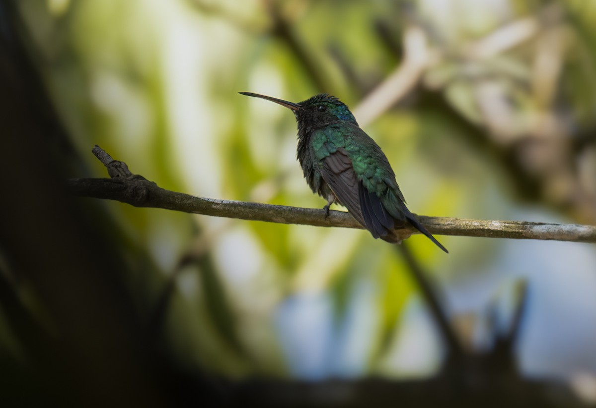 Sapphire-bellied Hummingbird - ML616663563