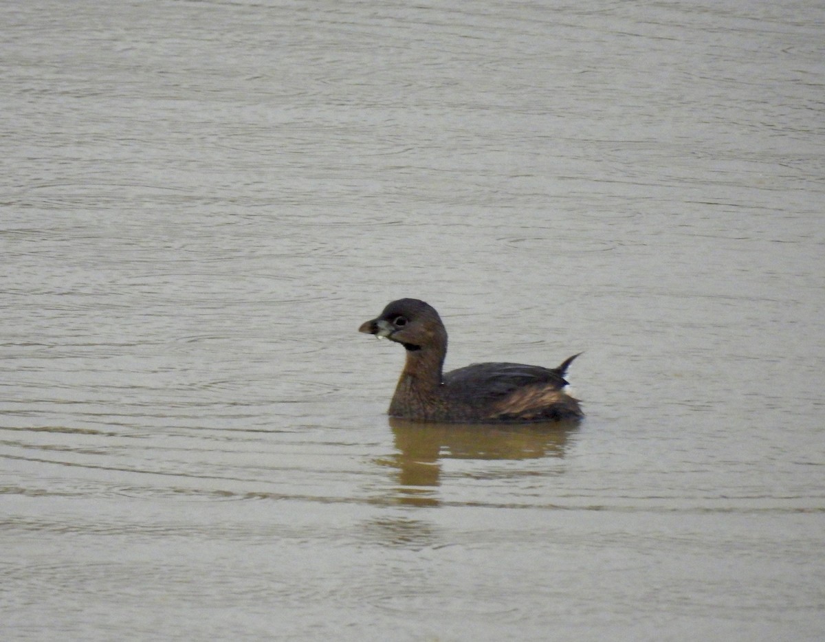 Pied-billed Grebe - ML616663567