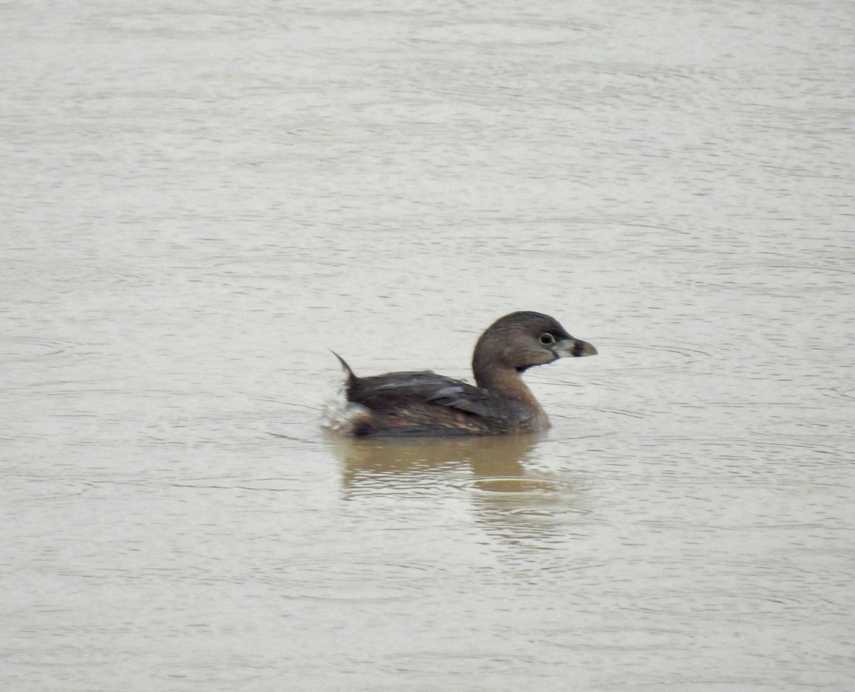 Pied-billed Grebe - ML616663568