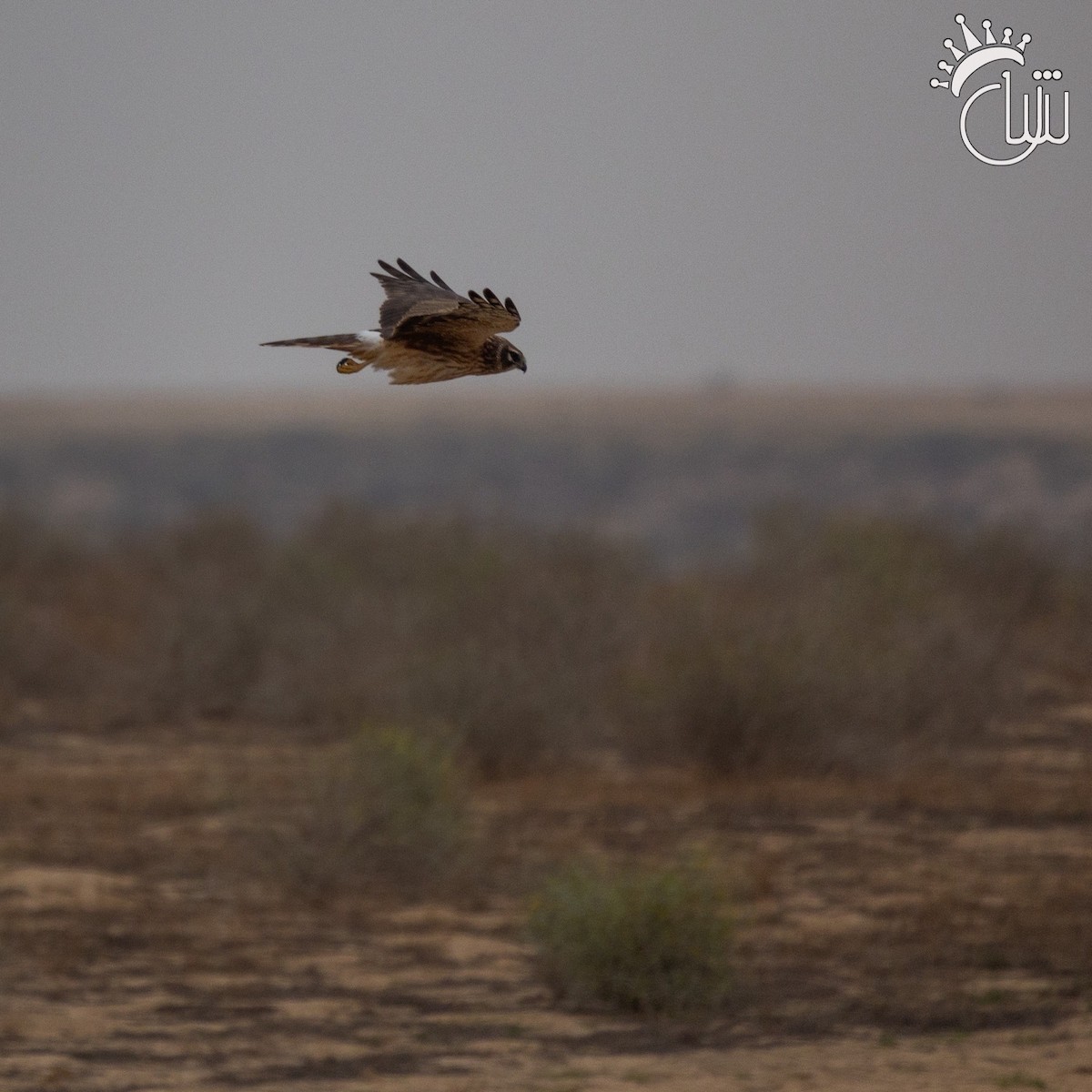 Pallid Harrier - ML616663623