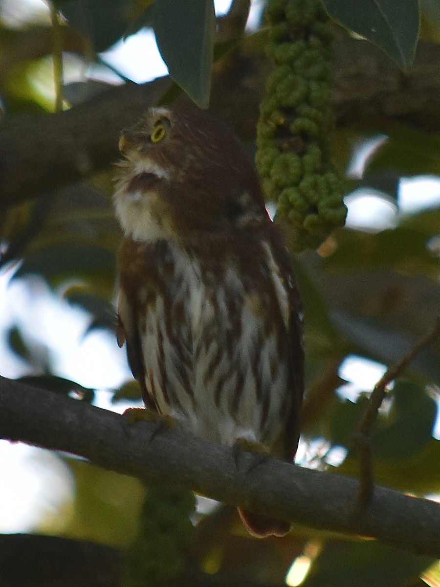 Ferruginous Pygmy-Owl - ML616663630