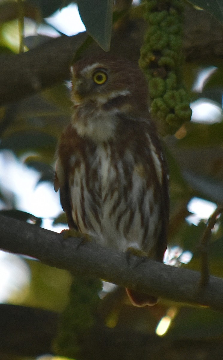 Ferruginous Pygmy-Owl - ML616663631