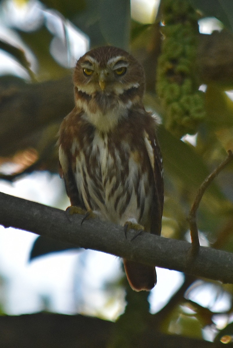 Ferruginous Pygmy-Owl - ML616663632
