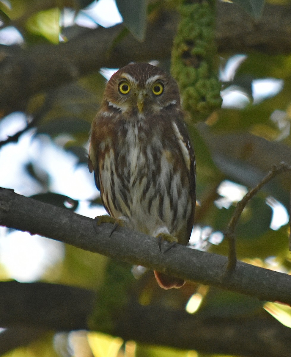 Ferruginous Pygmy-Owl - ML616663633
