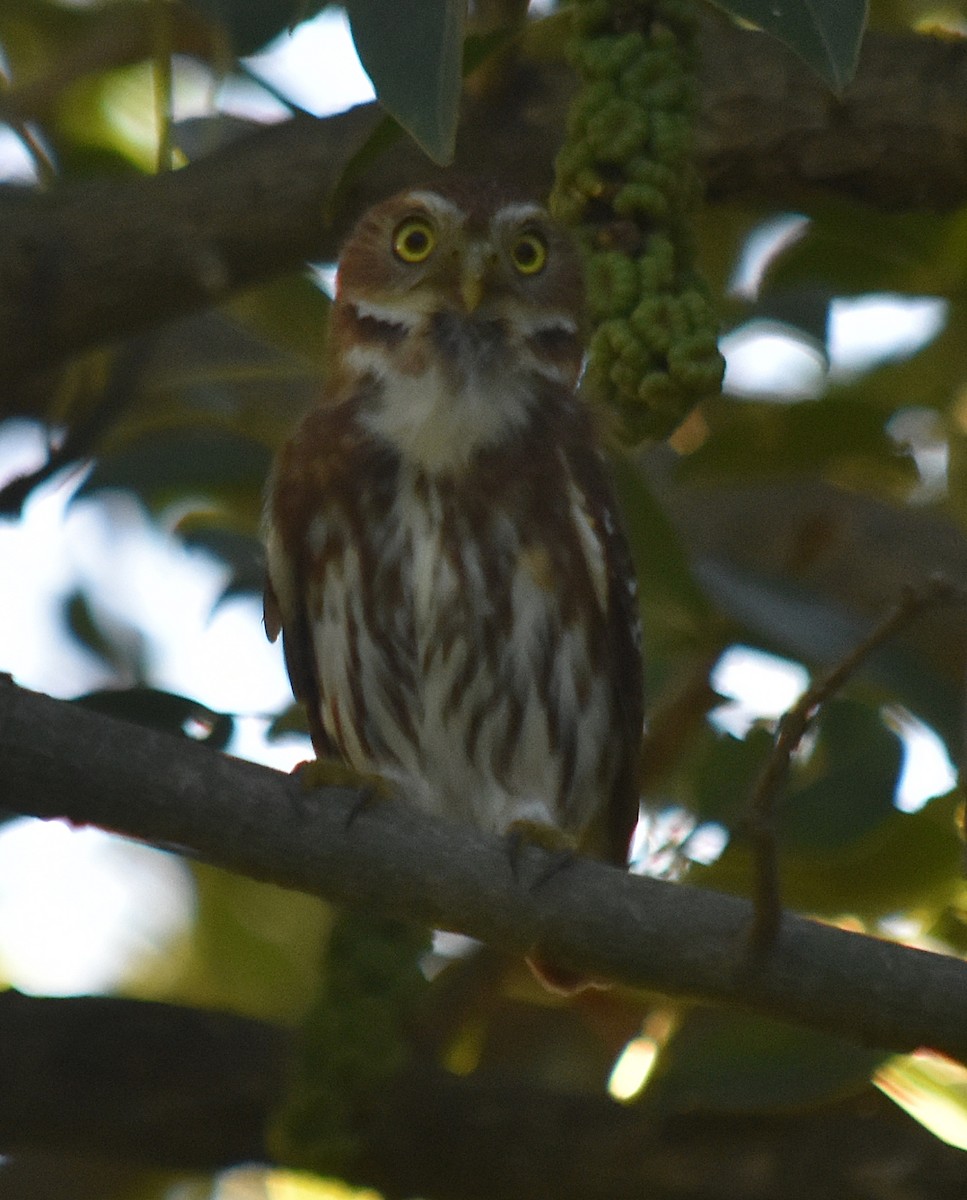 Ferruginous Pygmy-Owl - ML616663634