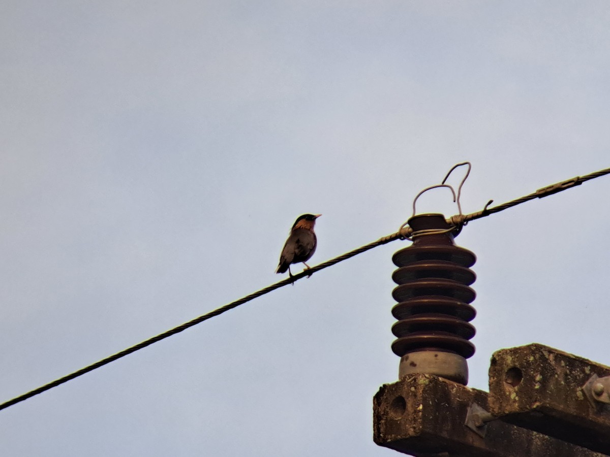 Brahminy Starling - ML616663670