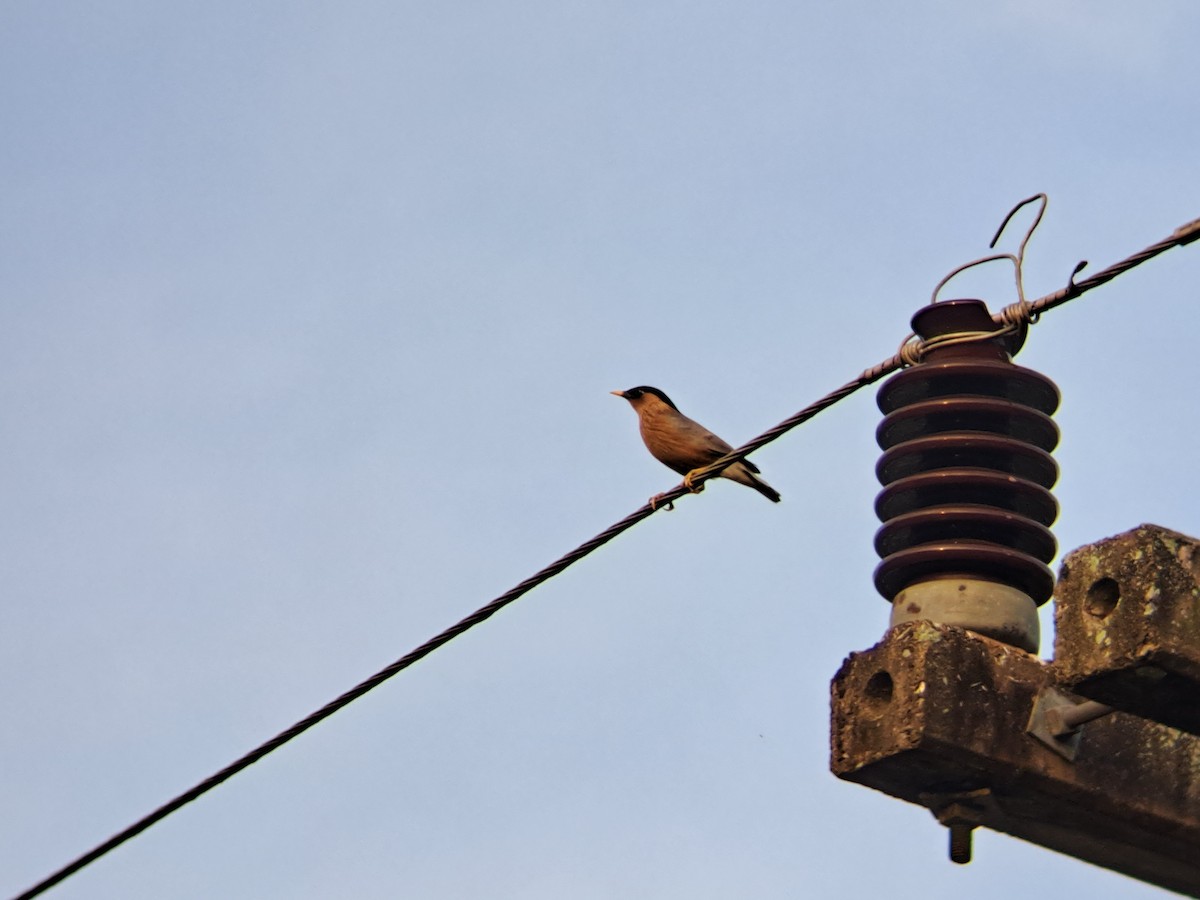 Brahminy Starling - ML616663671