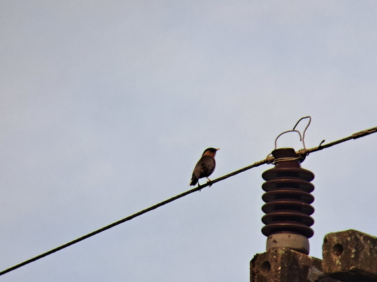 Brahminy Starling - Vatcharavee Sriprasertsil