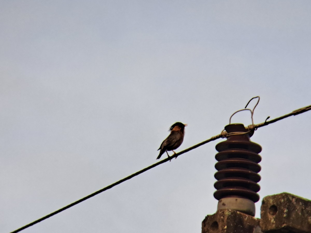 Brahminy Starling - Vatcharavee Sriprasertsil