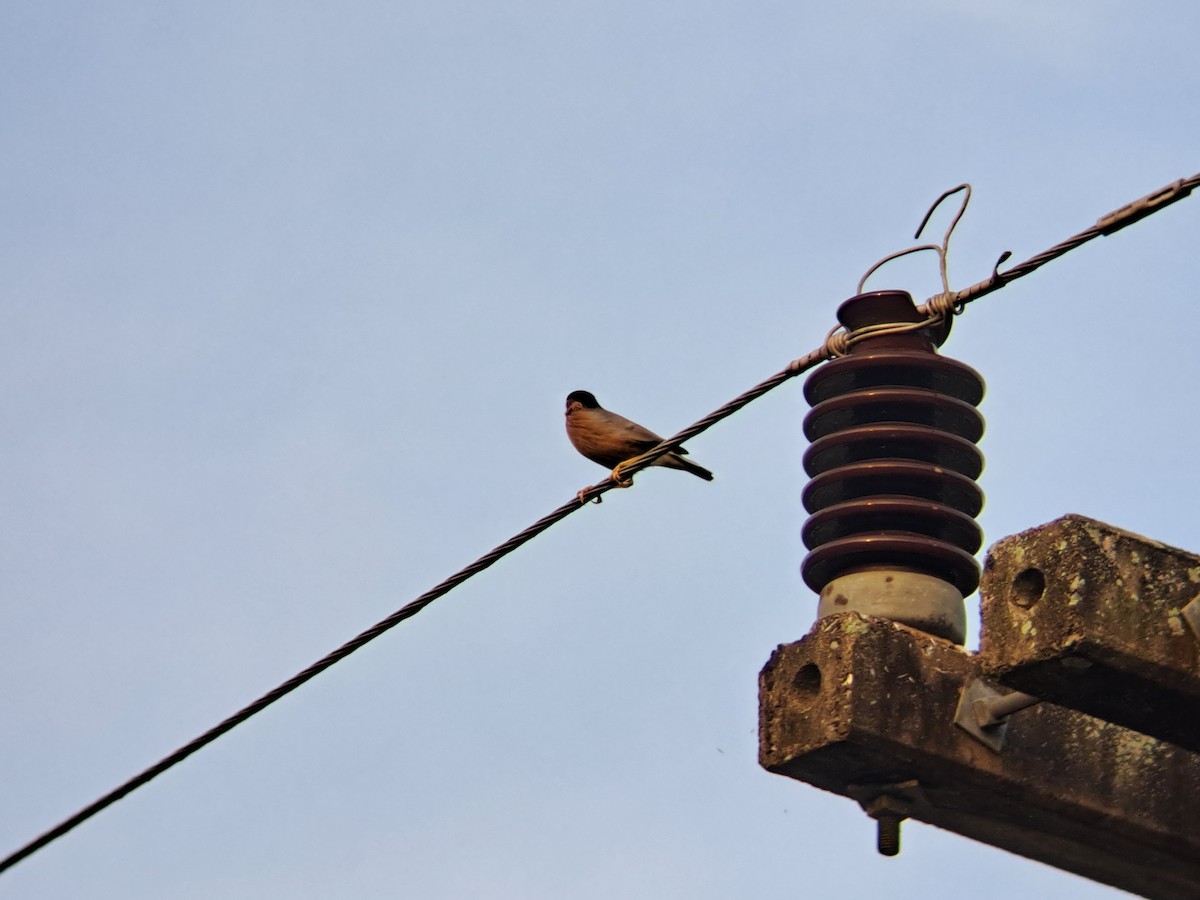 Brahminy Starling - ML616663677