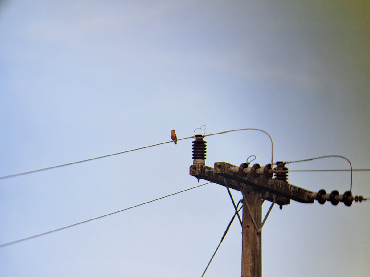 Brahminy Starling - ML616663678