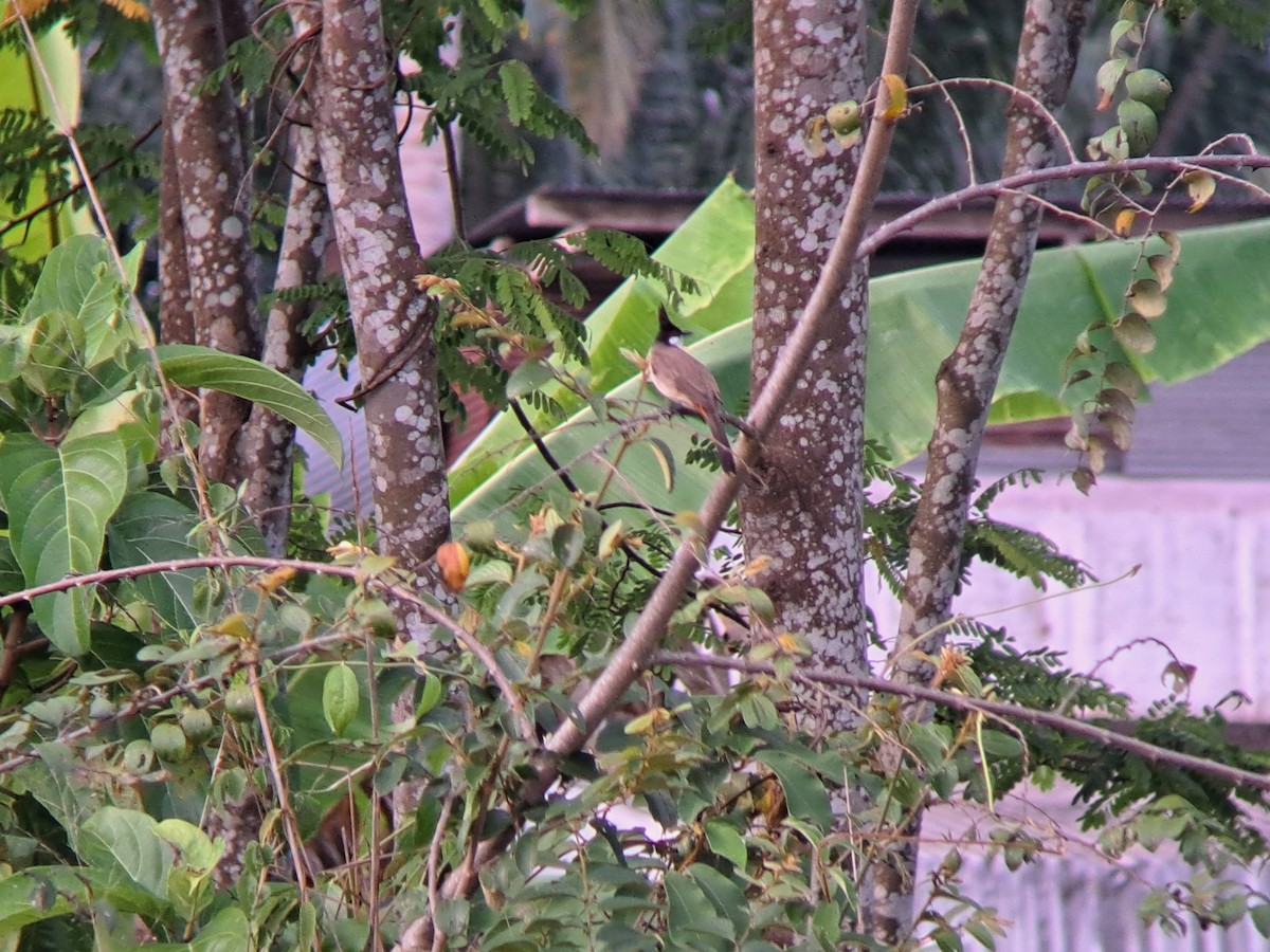 Red-whiskered Bulbul - ML616663686