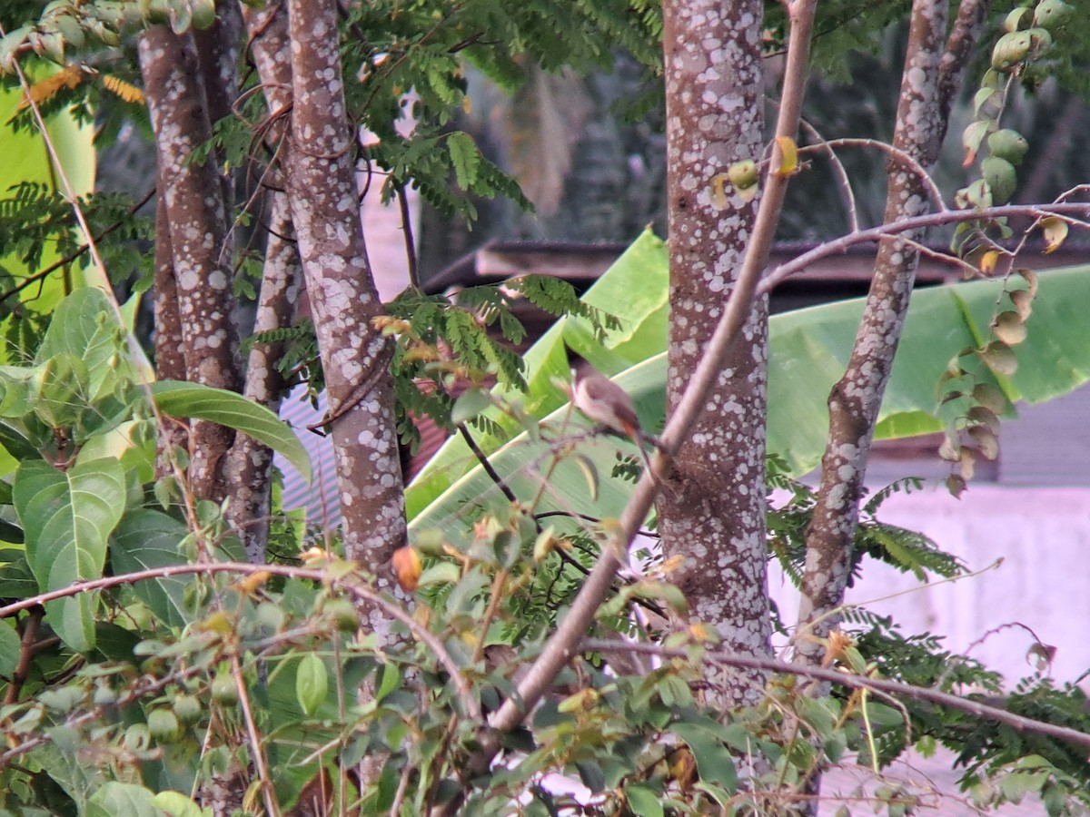 Red-whiskered Bulbul - ML616663690