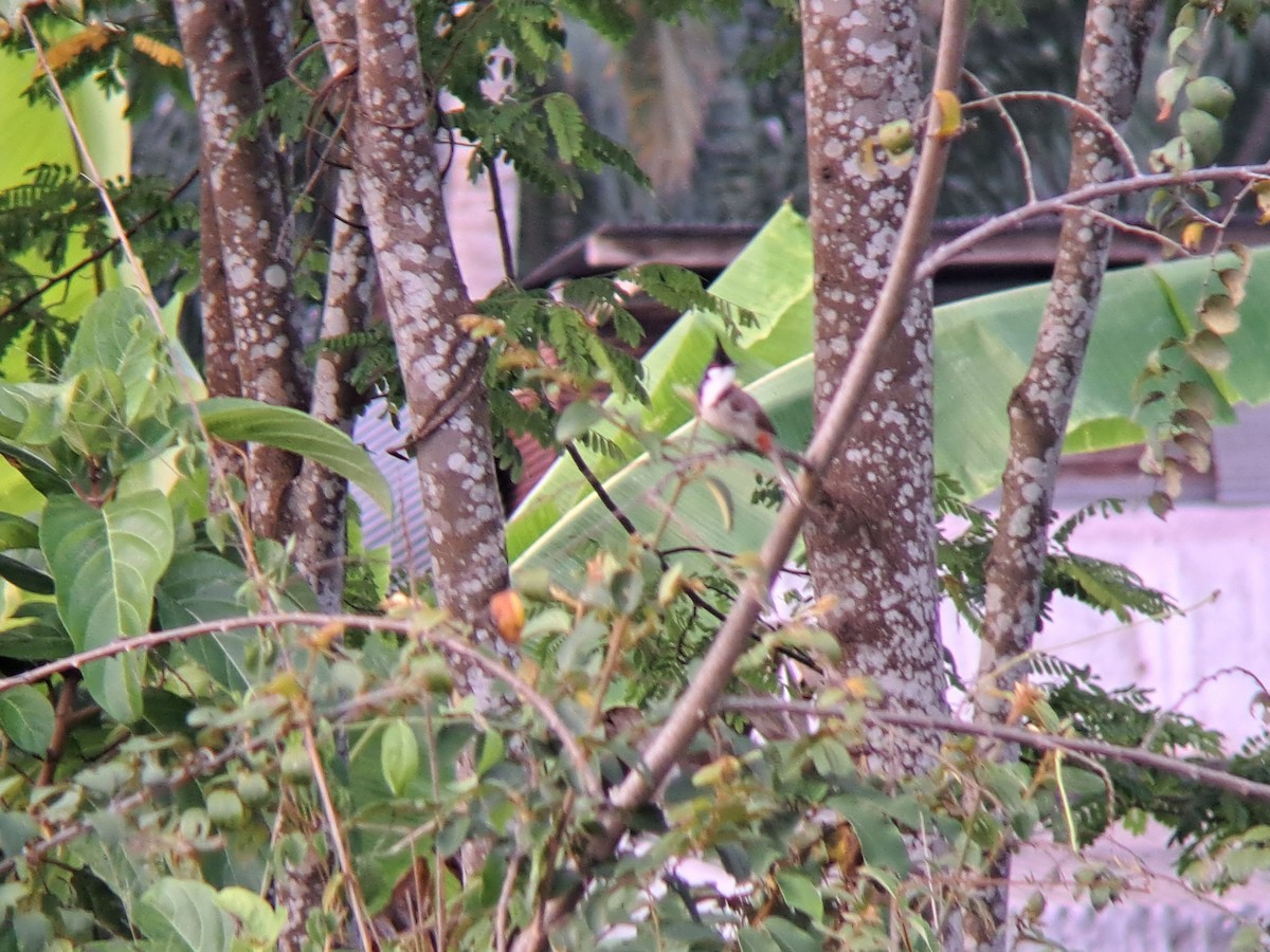 Red-whiskered Bulbul - ML616663691