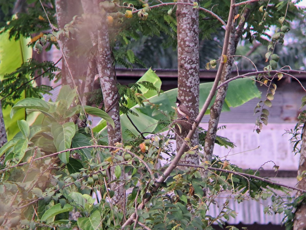 Red-whiskered Bulbul - Vatcharavee Sriprasertsil