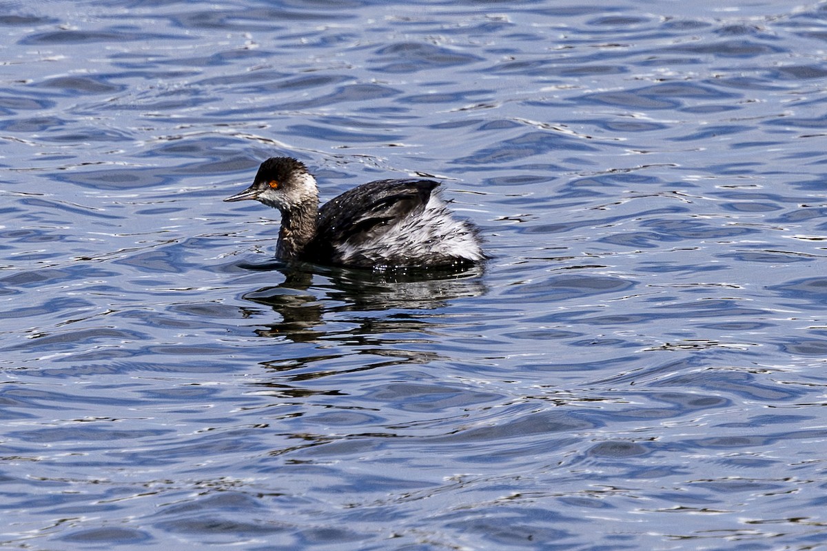 Eared Grebe - Jef Blake