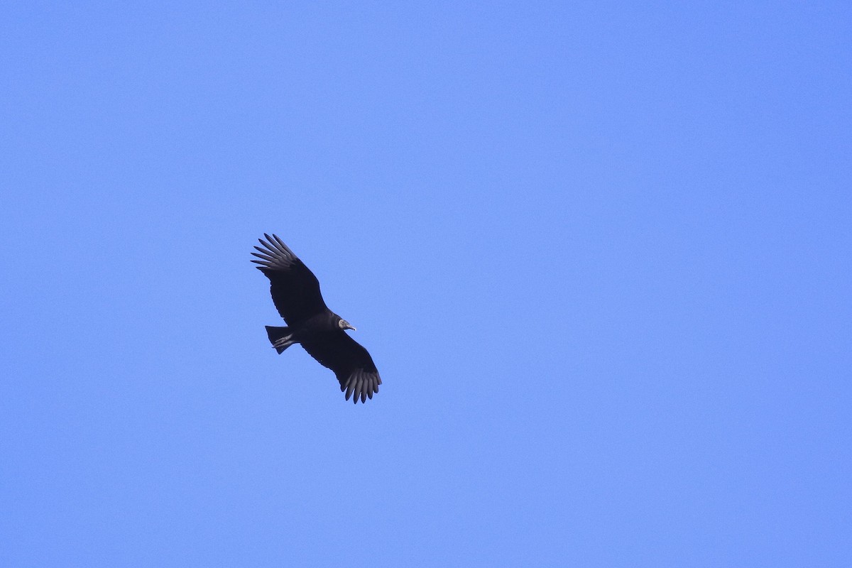 Black Vulture - Matthew Sprangers