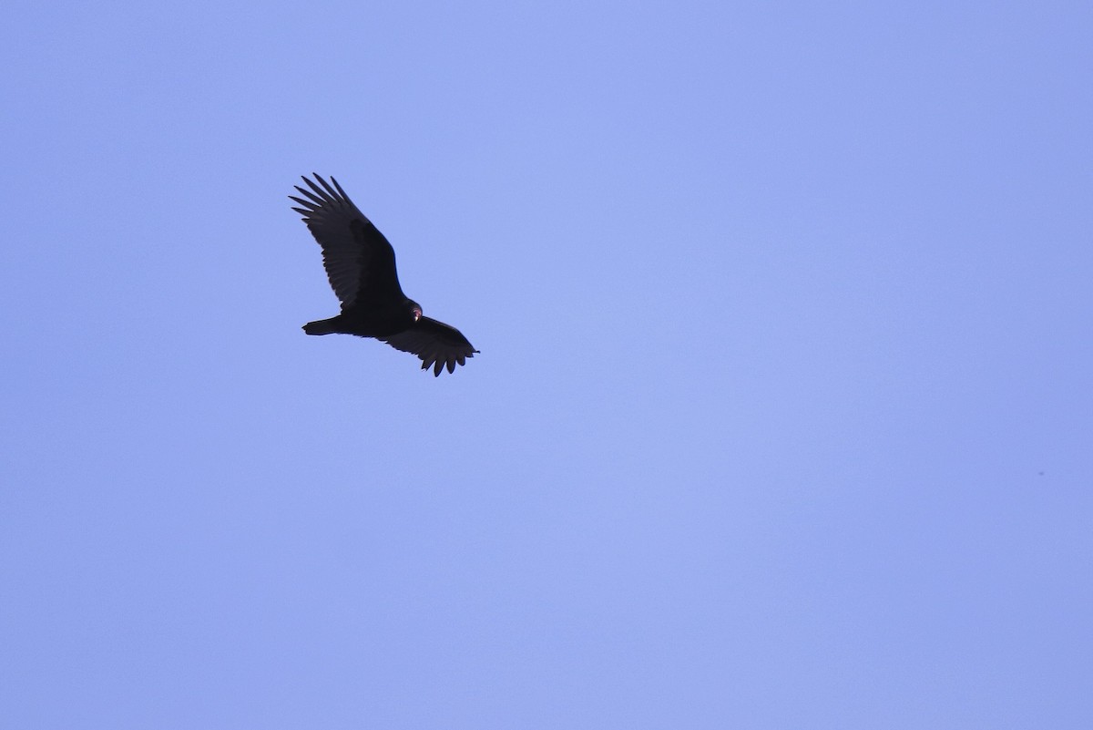 Turkey Vulture - ML616663734