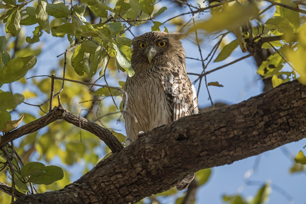 Brown Fish-Owl - Arijit Banerjee