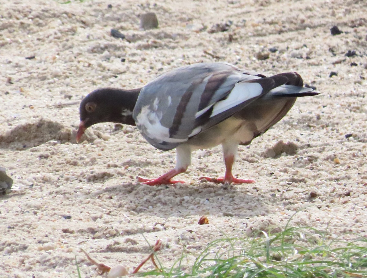 Rock Pigeon (Feral Pigeon) - ML616663836