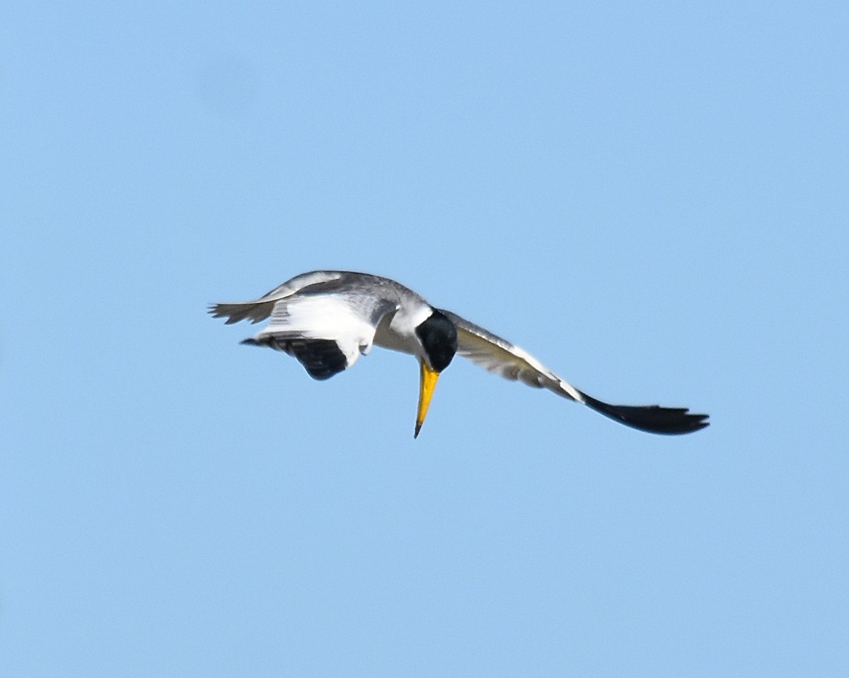 Large-billed Tern - andres ebel