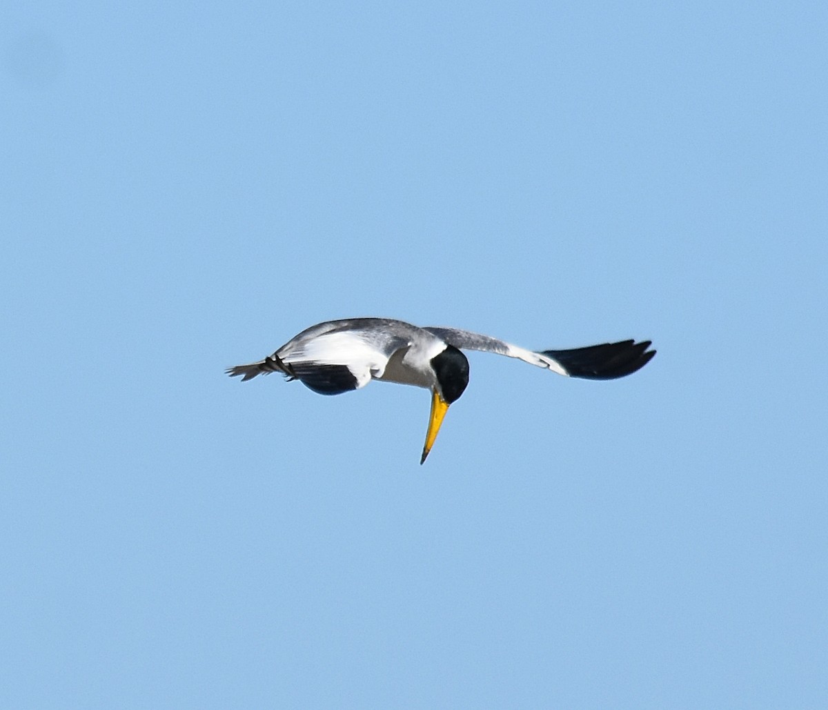 Large-billed Tern - andres ebel