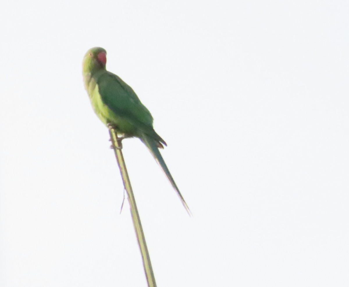 Rose-ringed Parakeet - Anonymous