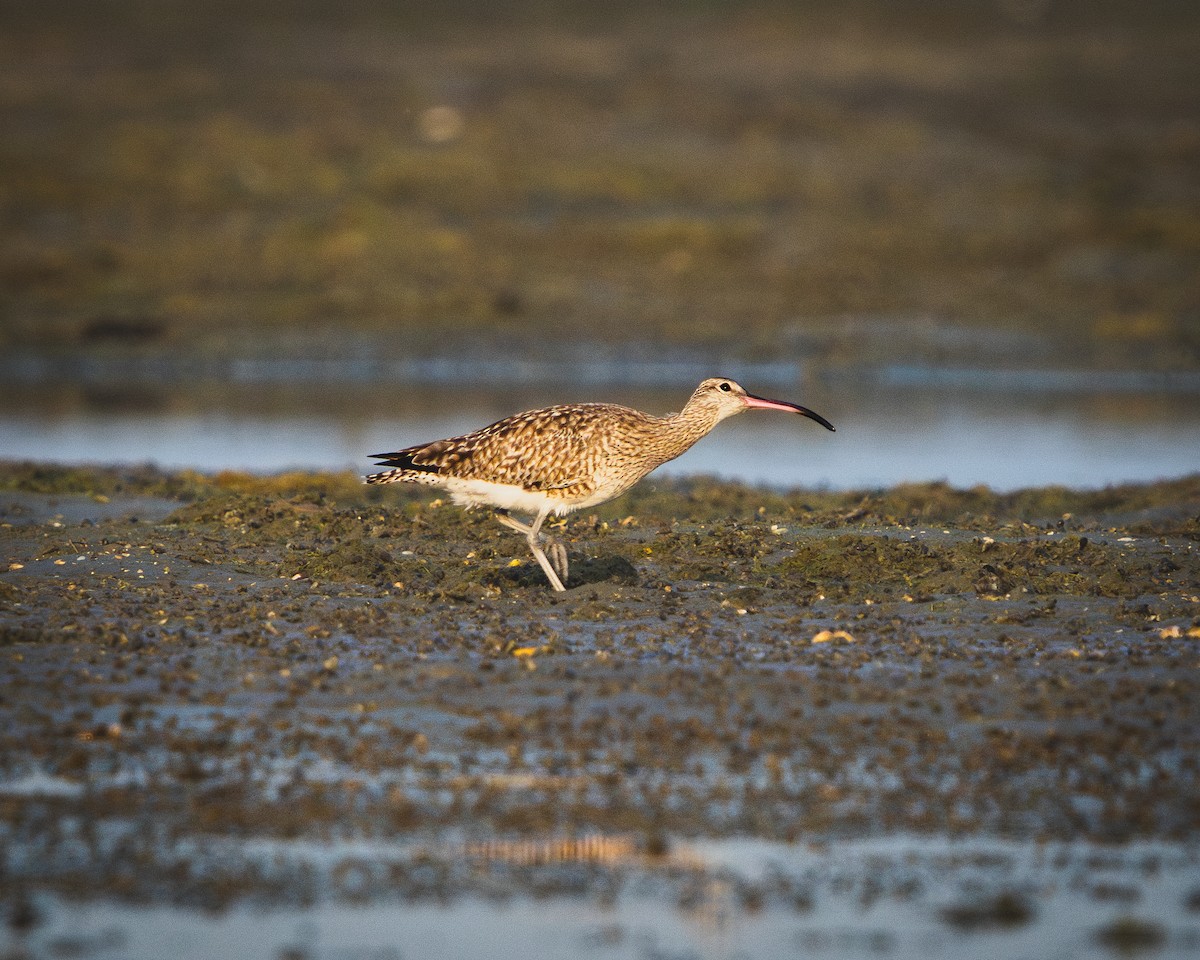 Eurasian Whimbrel - ML616663898