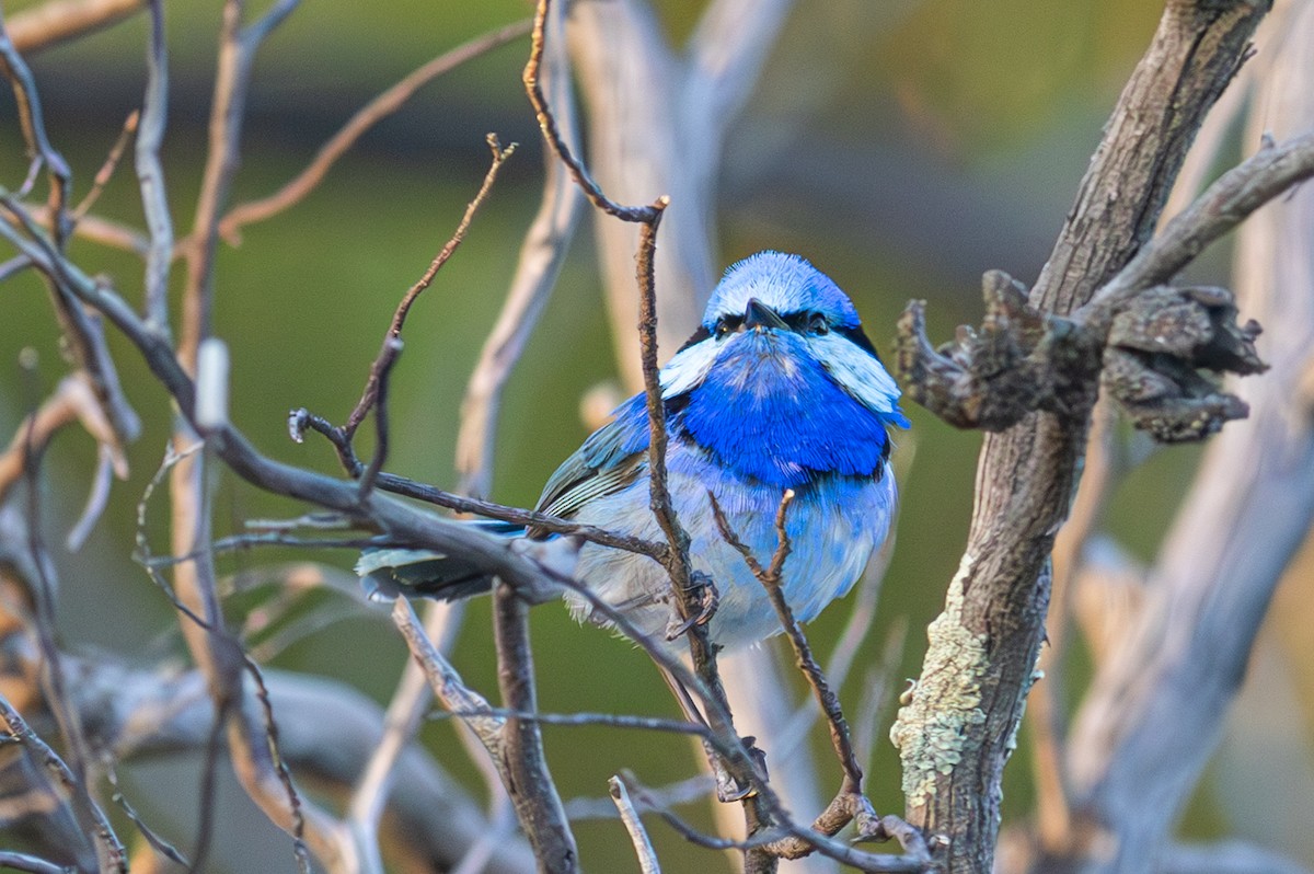 Splendid Fairywren - Pedro Nicolau