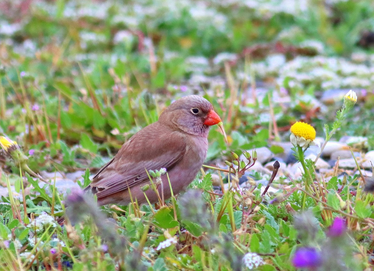 Trumpeter Finch - ML616663915