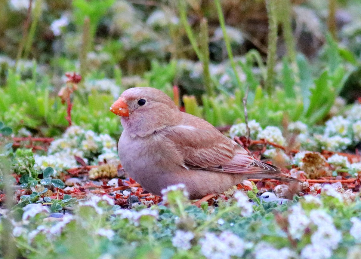 Trumpeter Finch - ML616663920