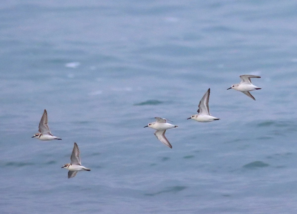 Kentish Plover - ML616663936