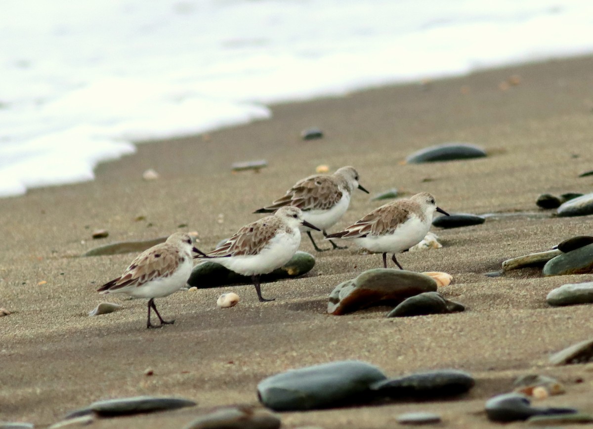 Sanderling - ML616663949