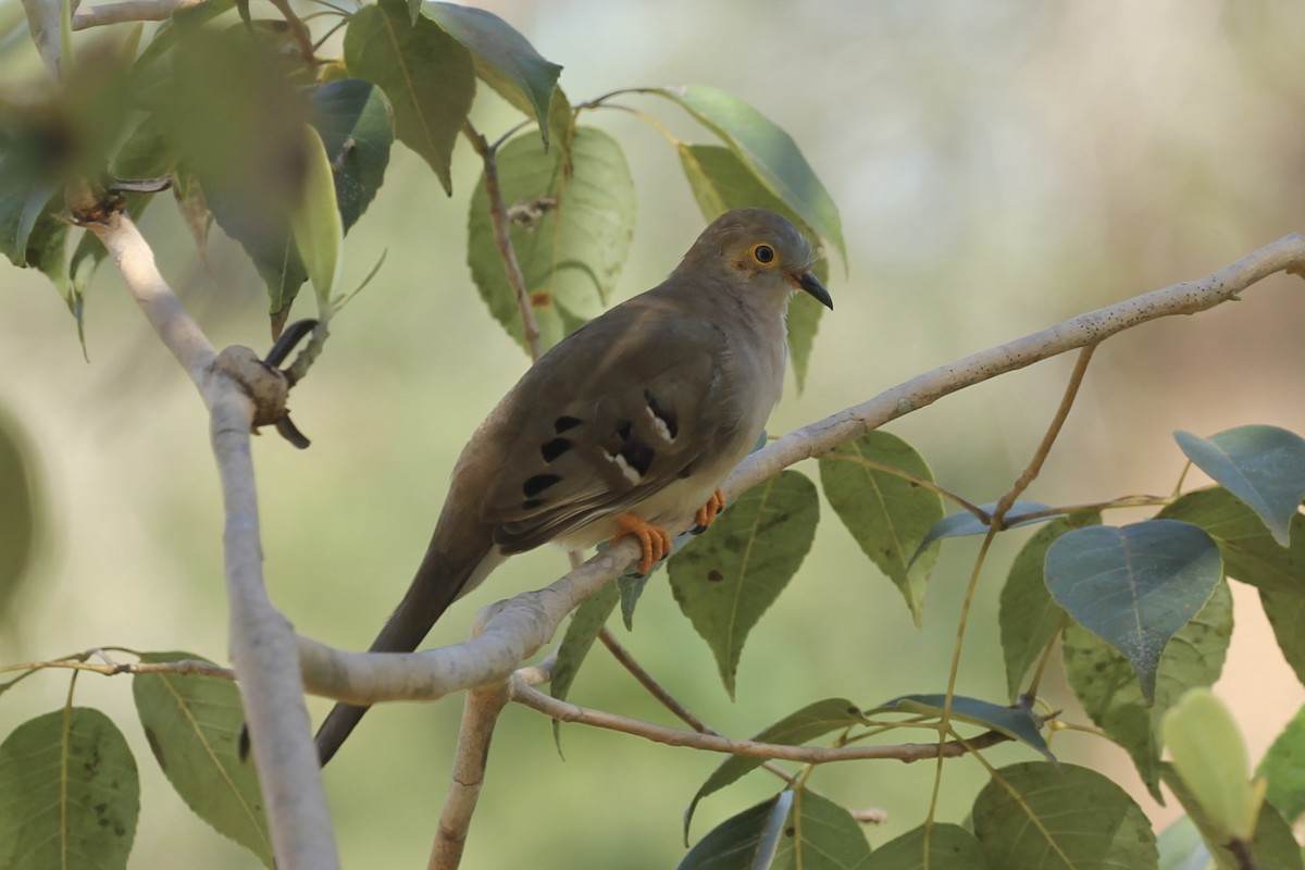 Long-tailed Ground Dove - Tim Cowley