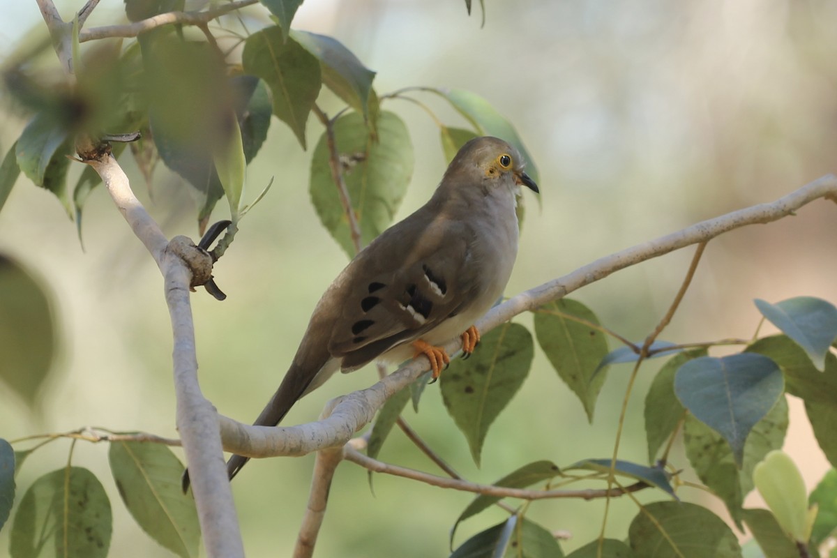 Long-tailed Ground Dove - Tim Cowley