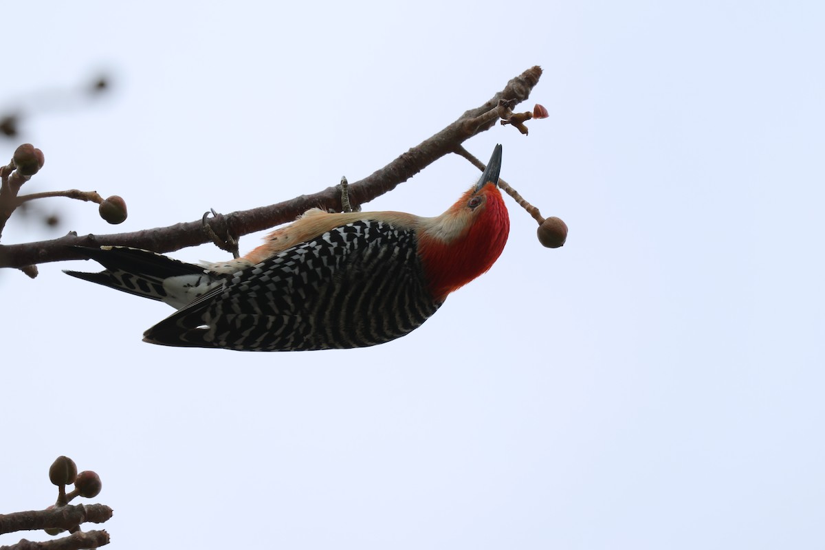Red-bellied Woodpecker - ML616663996