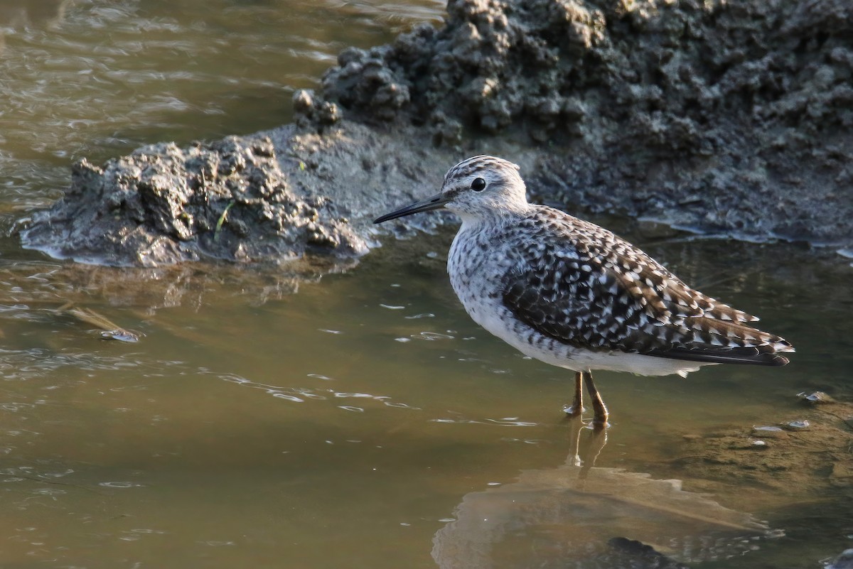 Wood Sandpiper - ML616664019