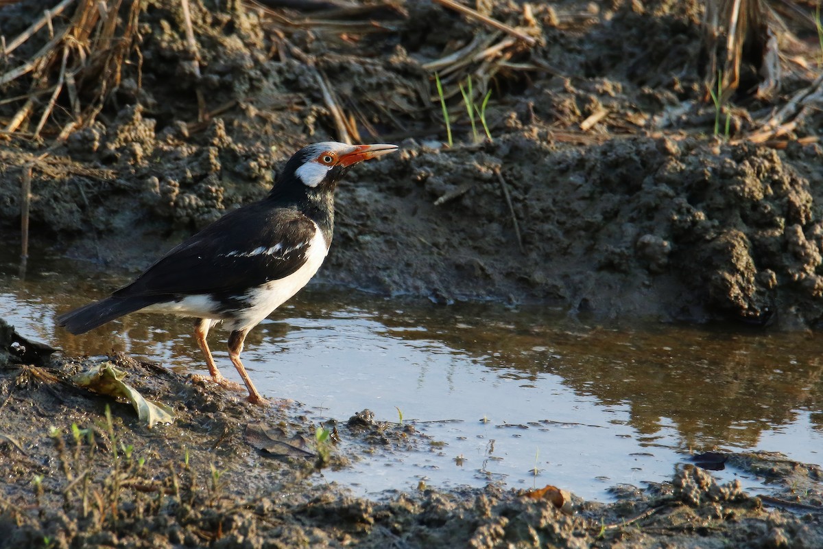 Siamese Pied Starling - ML616664029