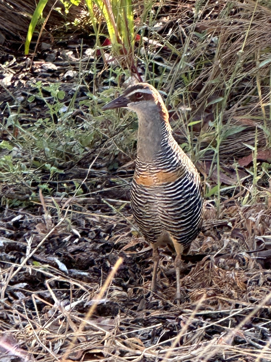 Buff-banded Rail - ML616664035