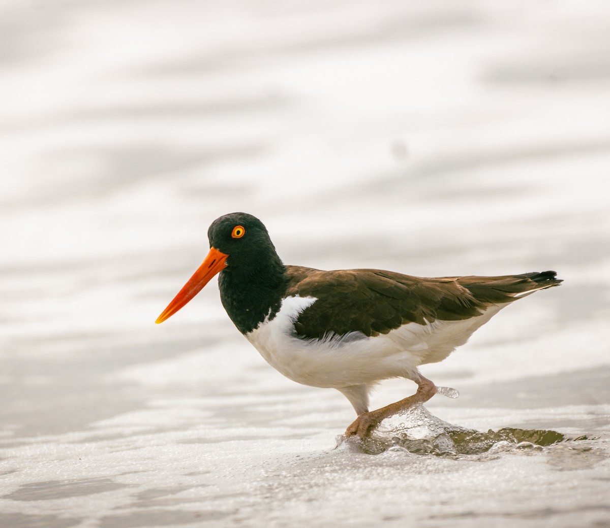 American Oystercatcher - ML616664042