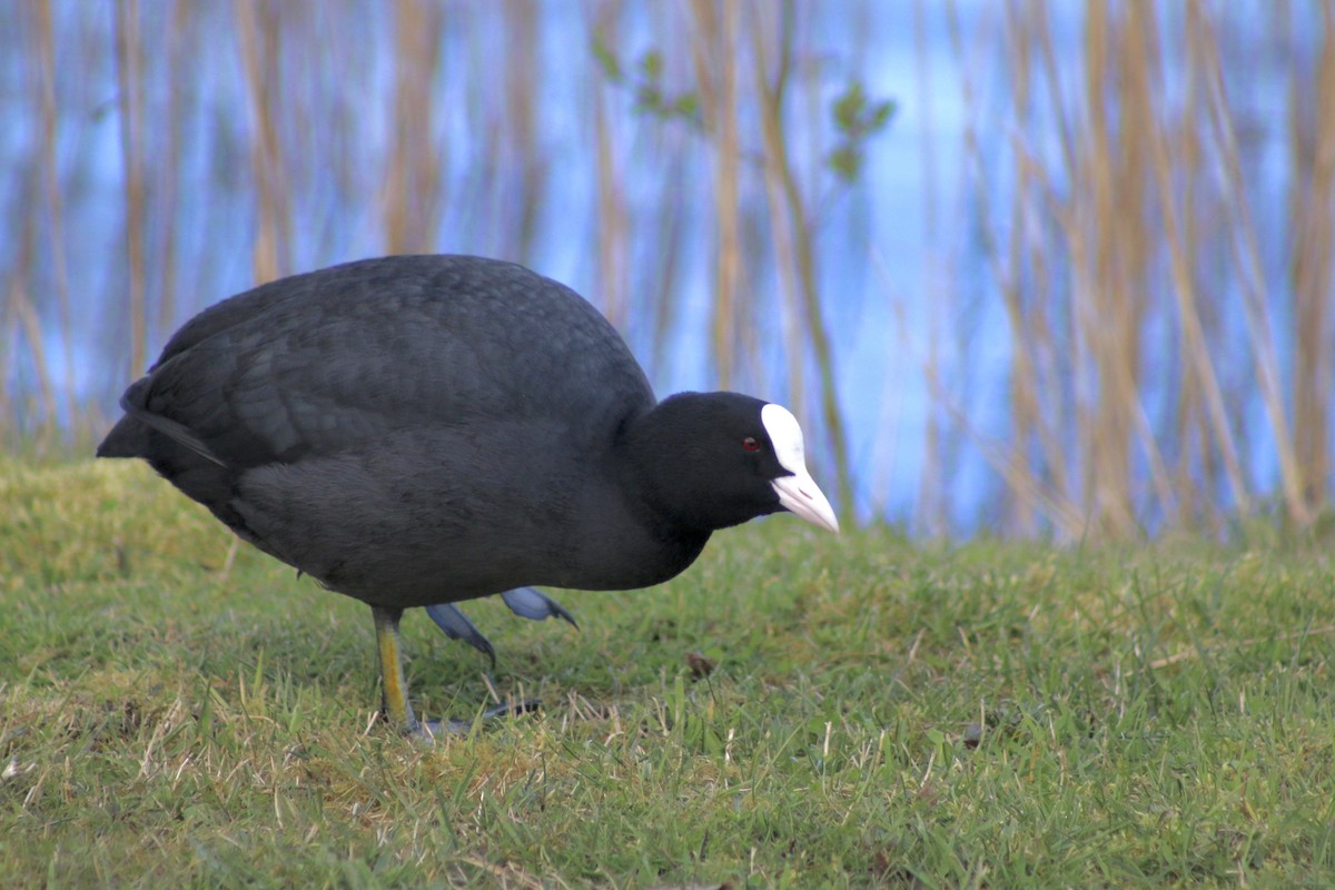 Blässhuhn - ML616664049