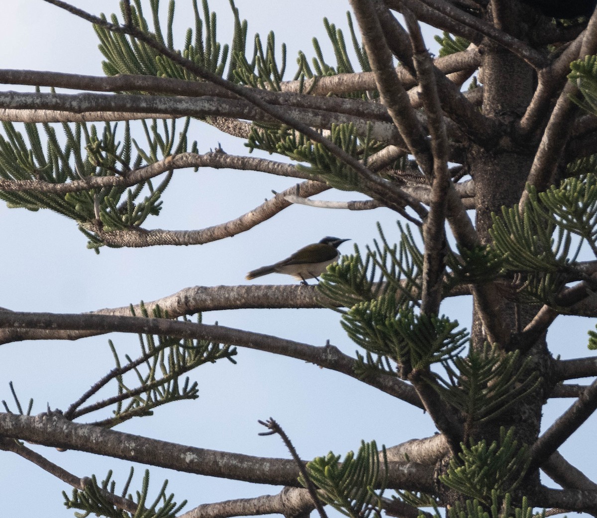 Blue-faced Honeyeater - ML616664055