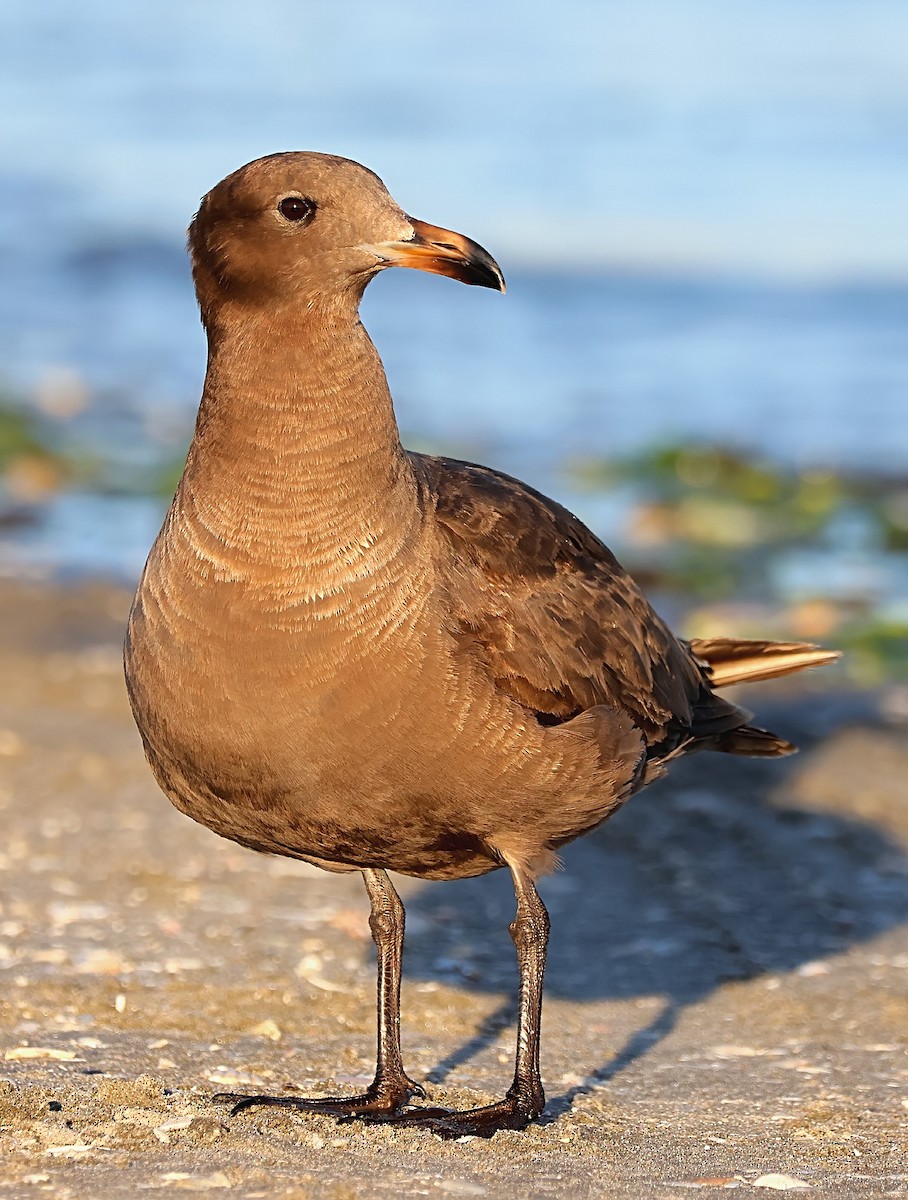 Heermann's Gull - ML616664123