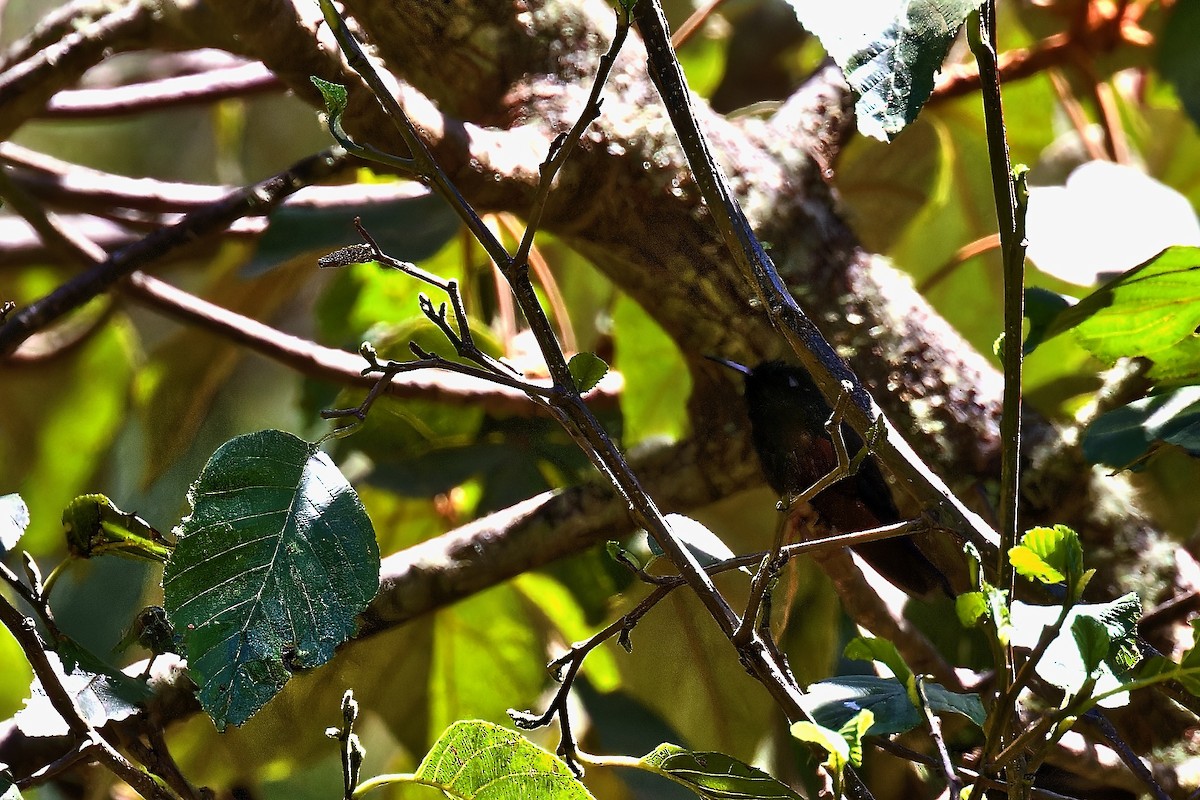 Garnet-throated Hummingbird - Doug  Ward