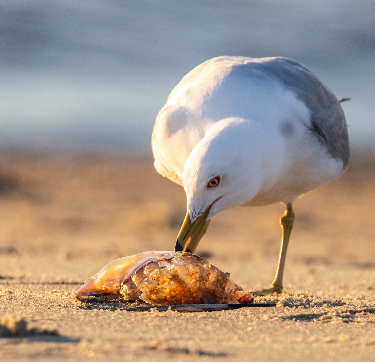 Ring-billed Gull - ML616664184